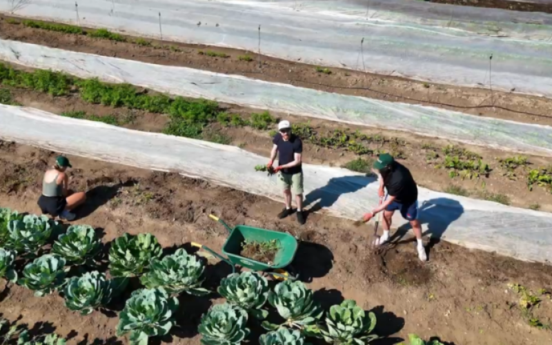 MBA students at Ivey Business School volunteered with the London Food Bank, Youth Opportunities Unlimited, ReForest London, Growing Chefs! Ontario Sustainable Garden, SARI Therapeutic Riding and two Thames River cleanup projects during their annual Social Impact Day. (Ivey Communications)