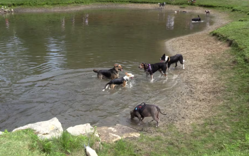 Dogs splash in the fun zone at the Plunkett Estate in west London, Ont. during Pawlooza on Saturday Aug. 15, 2026 (Brent Lale/CTV News London)
