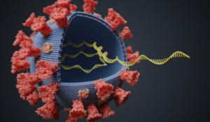 New Software Provides Detailed Picture of Diversity Of COVID-19 Virus Variants