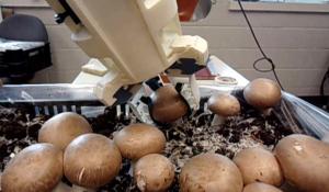 Robotics researcher revolutionizes mushroom harvesting