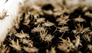 Massive cricket-processing facility comes online in London, Ont.