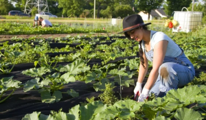 Non-profit urban farm's new greenhouses, growing impact draw praise