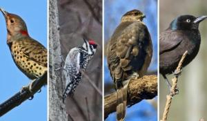 More than 800 bird nerds are flocking to London, Ont. for largest North American conference Social Sharing Facebook Twitter Email Reddit LinkedIn