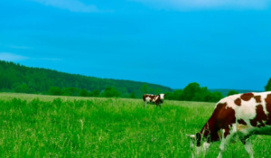 $8M Invested in Ontario’s Dairy Processing Sector 