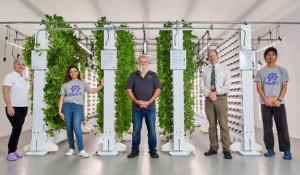 Every week is harvest season in Western-designed hybrid farm