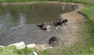 Pawlooza festival draws thousands of people and dogs to Plunkett Estate